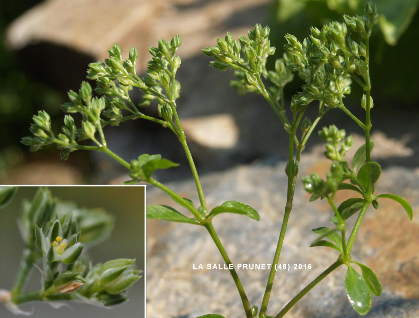 All-seed, Four-leaved flower